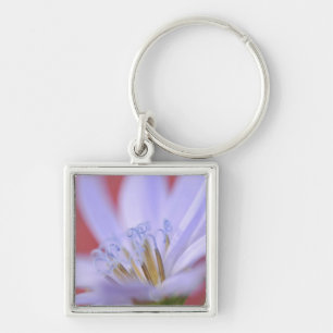 USA, Oregon, Portland. Close-up of wild chicory Key Ring