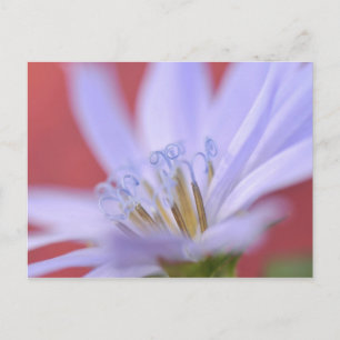 USA, Oregon, Portland. Close-up of wild chicory Postcard