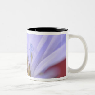 USA, Oregon, Portland. Close-up of wild chicory Two-Tone Coffee Mug