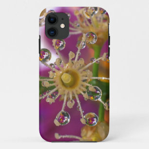 USA, Oregon, Portland. Cosmos flowers reflect in iPhone 11 Case
