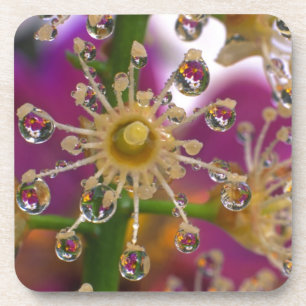 USA, Oregon, Portland. Cosmos flowers reflect in Coaster