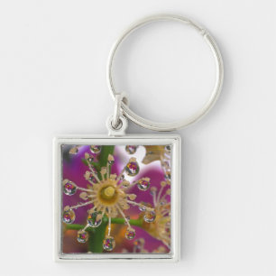 USA, Oregon, Portland. Cosmos flowers reflect in Key Ring