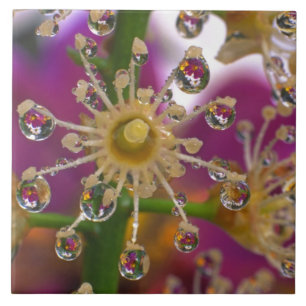 USA, Oregon, Portland. Cosmos flowers reflect in Tile