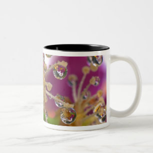 USA, Oregon, Portland. Cosmos flowers reflect in Two-Tone Coffee Mug