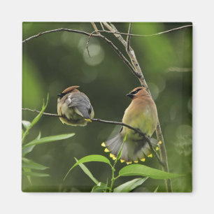 USA, Oregon, Portland. Male cedar waxwing Magnet