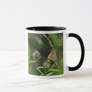 USA, Oregon, Portland. Male cedar waxwing Mug