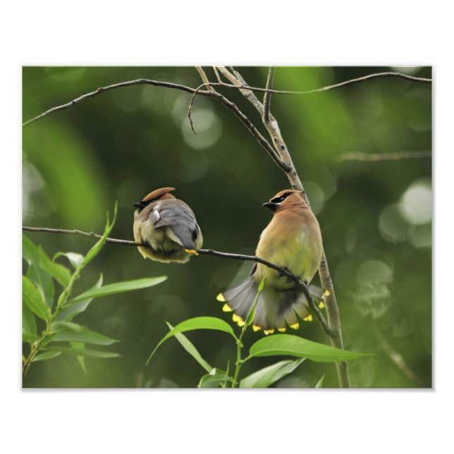 USA, Oregon, Portland. Male cedar waxwing Photo Print (Front)