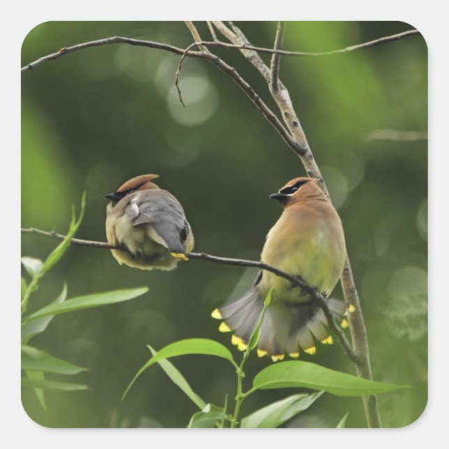 USA, Oregon, Portland. Male cedar waxwing Square Sticker (Front)