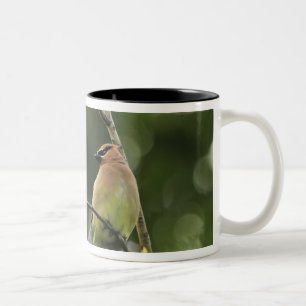 USA, Oregon, Portland. Male cedar waxwing Two-Tone Coffee Mug