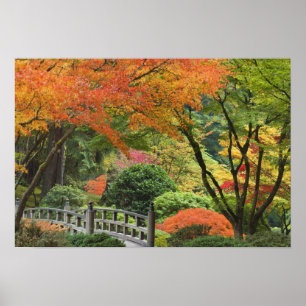 USA, Oregon, Portland. Wooden bridge and maple Poster