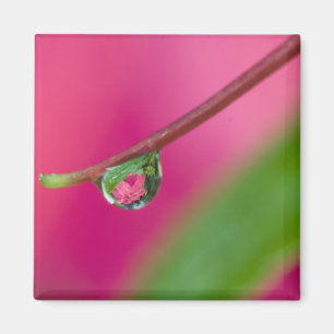 USA, Oregon, Shore Acres Gardens, Water droplet Magnet