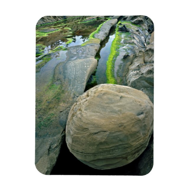 USA, Oregon, Shore Acres State Park Magnet (Vertical)