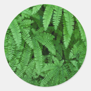 USA, Oregon, Silverton. Maidenhair Ferns Classic Round Sticker