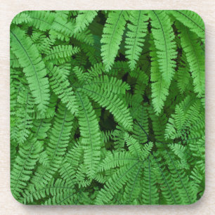 USA, Oregon, Silverton. Maidenhair Ferns Coaster
