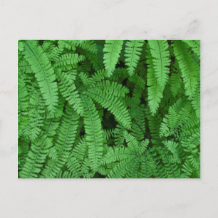 USA, Oregon, Silverton. Maidenhair Ferns Postcard