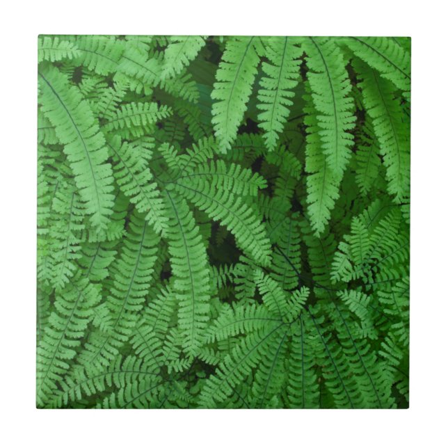 USA, Oregon, Silverton. Maidenhair Ferns Tile (Front)