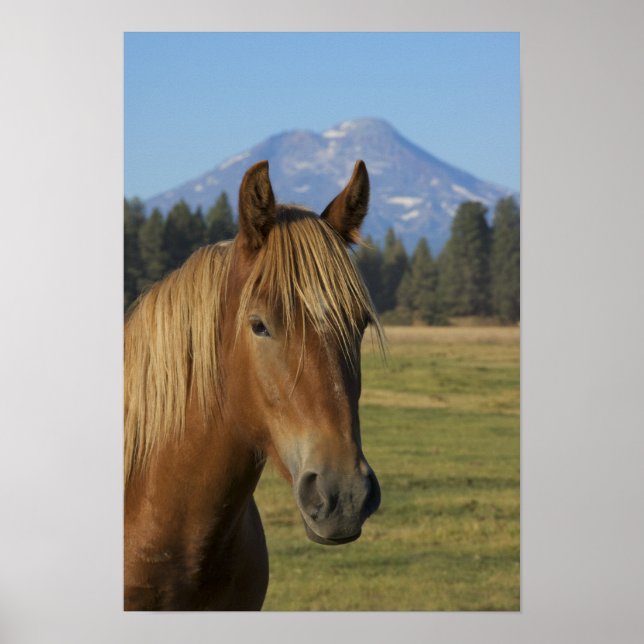 USA, Oregon, Sisters, view of Three Sisters, Poster (Front)