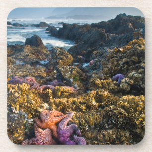 USA, Oregon. Starfish and sea stars Coaster