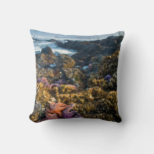 USA, Oregon. Starfish and sea stars Cushion
