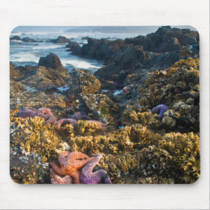 USA, Oregon. Starfish and sea stars Mouse Pad