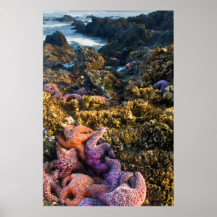 USA, Oregon. Starfish and sea stars Poster