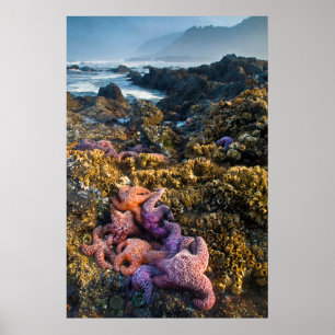 USA, Oregon. Starfish and sea stars Poster