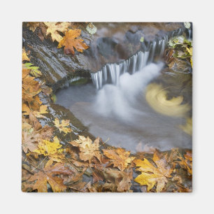 USA, Oregon, Sweet Creek. Fallen maple leaves Magnet