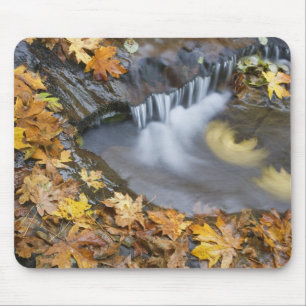 USA, Oregon, Sweet Creek. Fallen maple leaves Mouse Pad