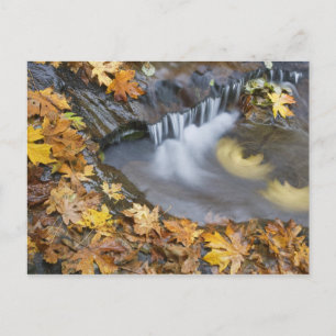 USA, Oregon, Sweet Creek. Fallen maple leaves Postcard