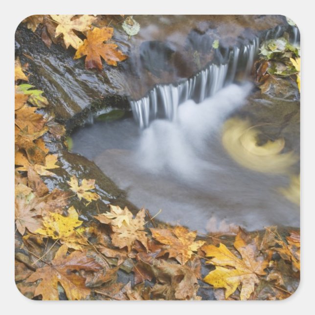 USA, Oregon, Sweet Creek. Fallen maple leaves Square Sticker (Front)
