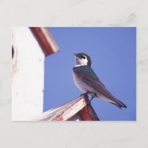 USA, Oregon. Violet-Green Swallow Tachycineta Postcard