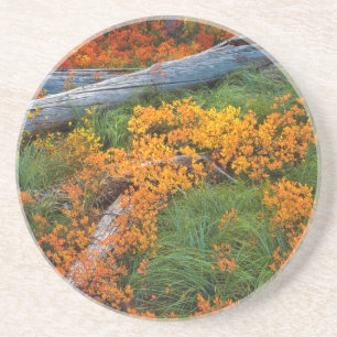 USA, Oregon, Willamette National Forest Coaster