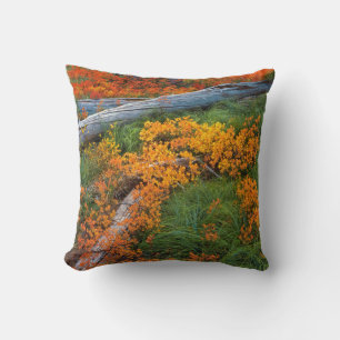 USA, Oregon, Willamette National Forest Cushion