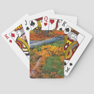 USA, Oregon, Willamette National Forest Playing Cards