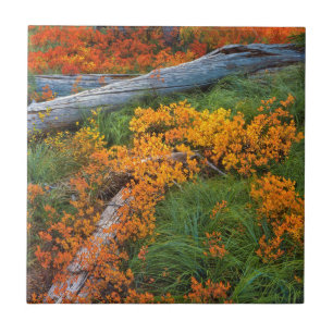 USA, Oregon, Willamette National Forest Tile
