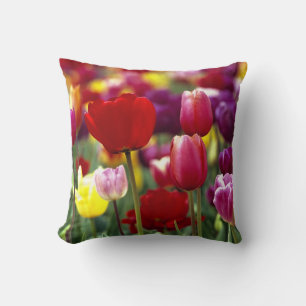 USA, Oregon, Willamette Valley. Beautiful Cushion