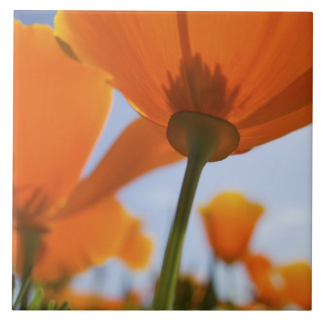 USA, Oregon, Willamette Valley, Close UP of 2 Tile (Front)
