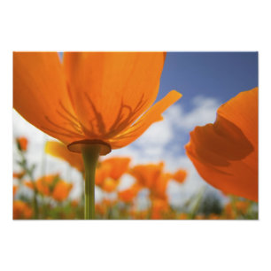 USA, Oregon, Willamette Valley, Close UP of 3 Photo Print
