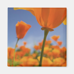USA, Oregon, Willamette Valley, Close UP of Magnet