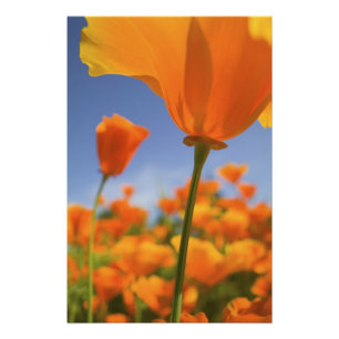 USA, Oregon, Willamette Valley, Close UP of Photo Print