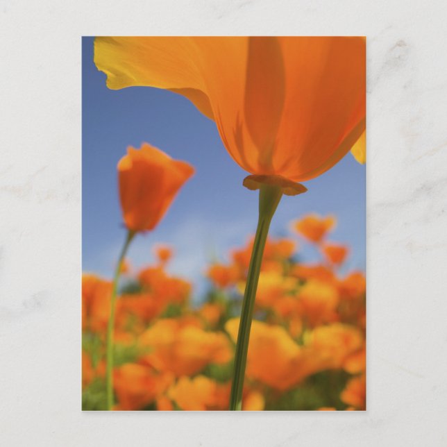 USA, Oregon, Willamette Valley, Close UP of Postcard (Front)