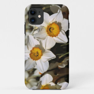 USA, Oregon, Willamette Valley. Daffodils iPhone 11 Case