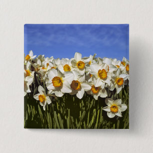 USA, Oregon, Willamette Valley. Daffodils grow 15 Cm Square Badge