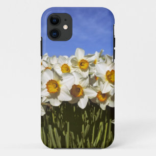 USA, Oregon, Willamette Valley. Daffodils grow iPhone 11 Case