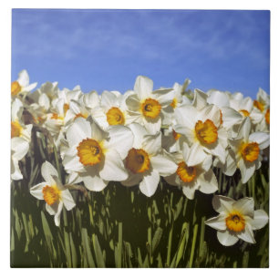 USA, Oregon, Willamette Valley. Daffodils grow Ceramic Tile