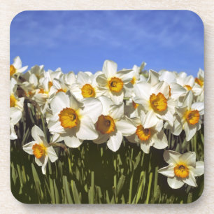 USA, Oregon, Willamette Valley. Daffodils grow Coaster
