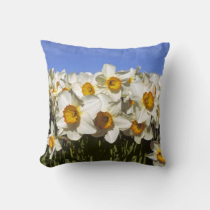 USA, Oregon, Willamette Valley. Daffodils grow Cushion