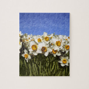 USA, Oregon, Willamette Valley. Daffodils grow Jigsaw Puzzle
