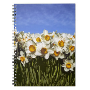 USA, Oregon, Willamette Valley. Daffodils grow Notebook