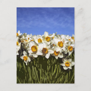 USA, Oregon, Willamette Valley. Daffodils grow Postcard